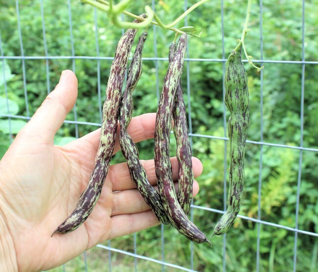 Beans, Heirloom Rattle Snake Pole , 1 Pound Non-Gmo, Organic Amish Seeds.