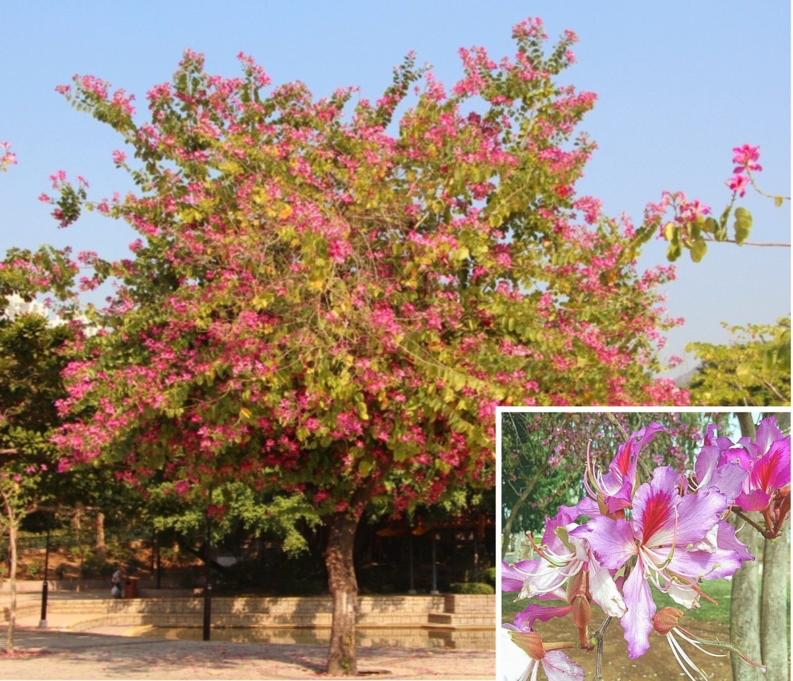 10 Bauhinia Orchid Seeds Butterfly Cercis Fragrant Bonsa Blakeana purpurea Free