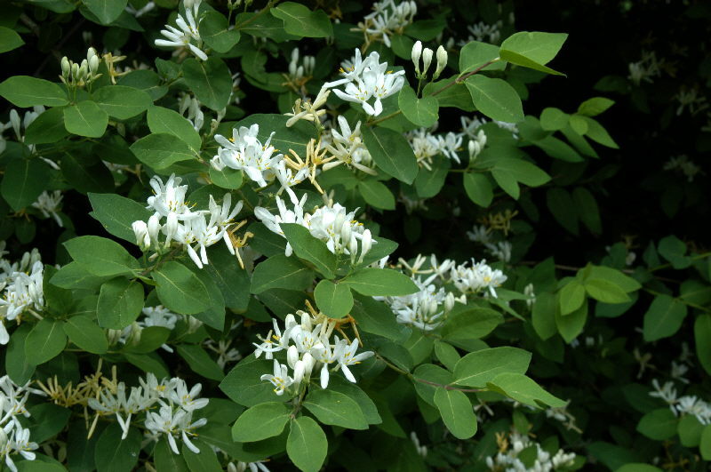 Lonicera xylosteum Dwarf Honeysuckle 10 seeds