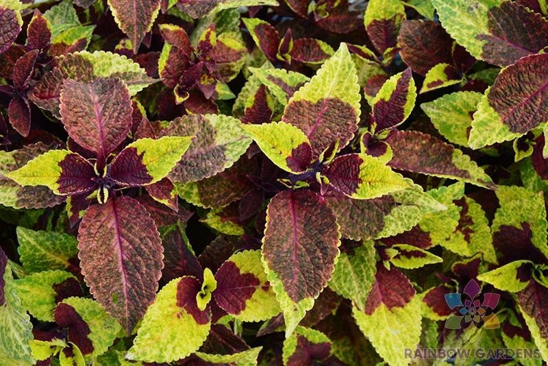 25+ Premium Sun Pineapple Surprise Coleus Seeds for Garden – FREE SHIPPING!