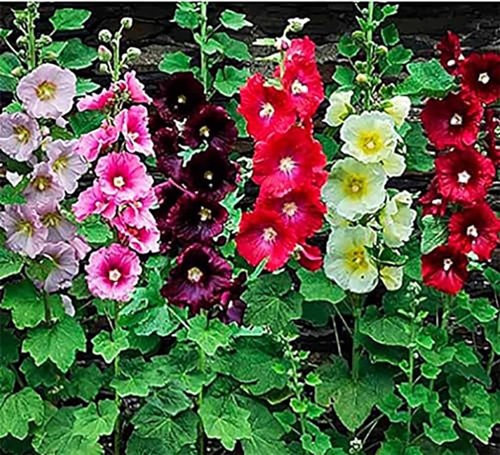 Hollyhock Single Mixed Colors – 250 Seeds – Long Blooming Period in All Zones