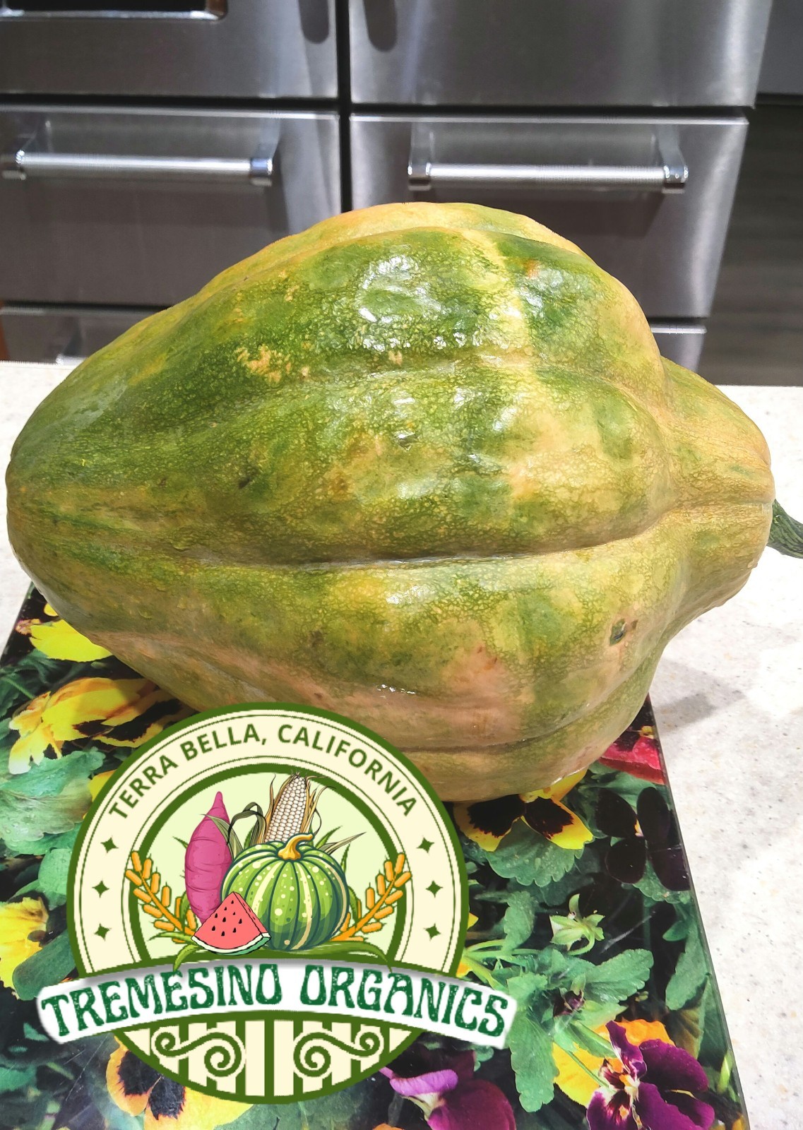 Organic Mexican Hardshell Squash 15 Seeds- Calabaza Mexicana, 15 Semillas