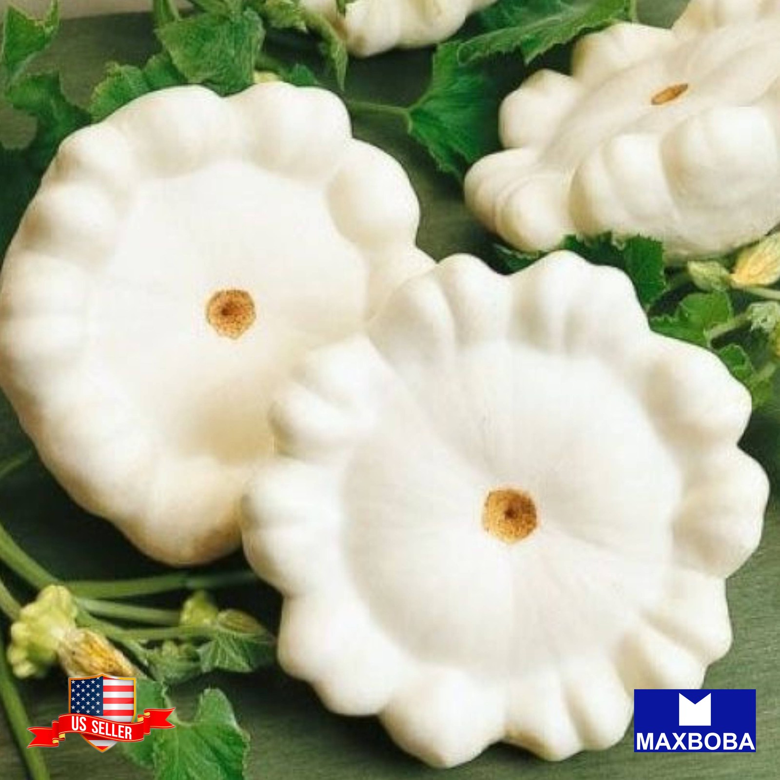 Squash 15 Seeds Summer Early White Bush Scallop Non-GMO Heirloom Vegetable
