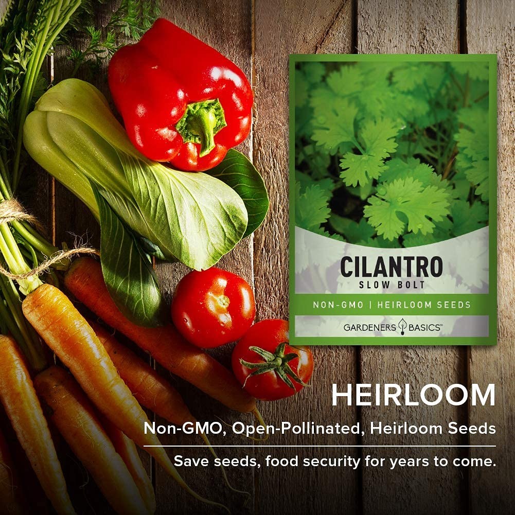 Cilantro Seeds for Planting Heirloom Non-GMO Herb Coriander Plant Seeds for H…