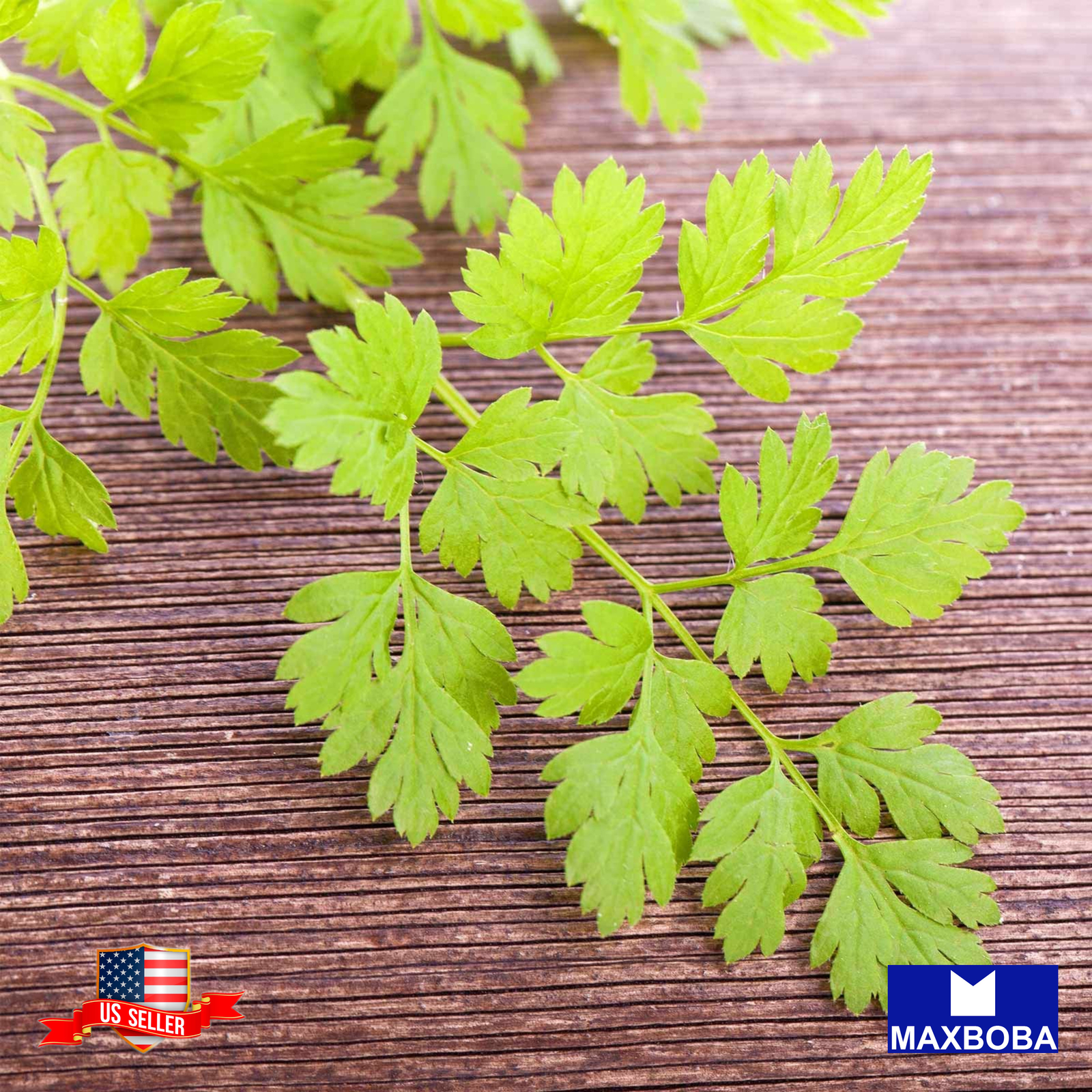 100 Curled Chervil Seeds Non-GMO Heirloom BTGO 75% OFF