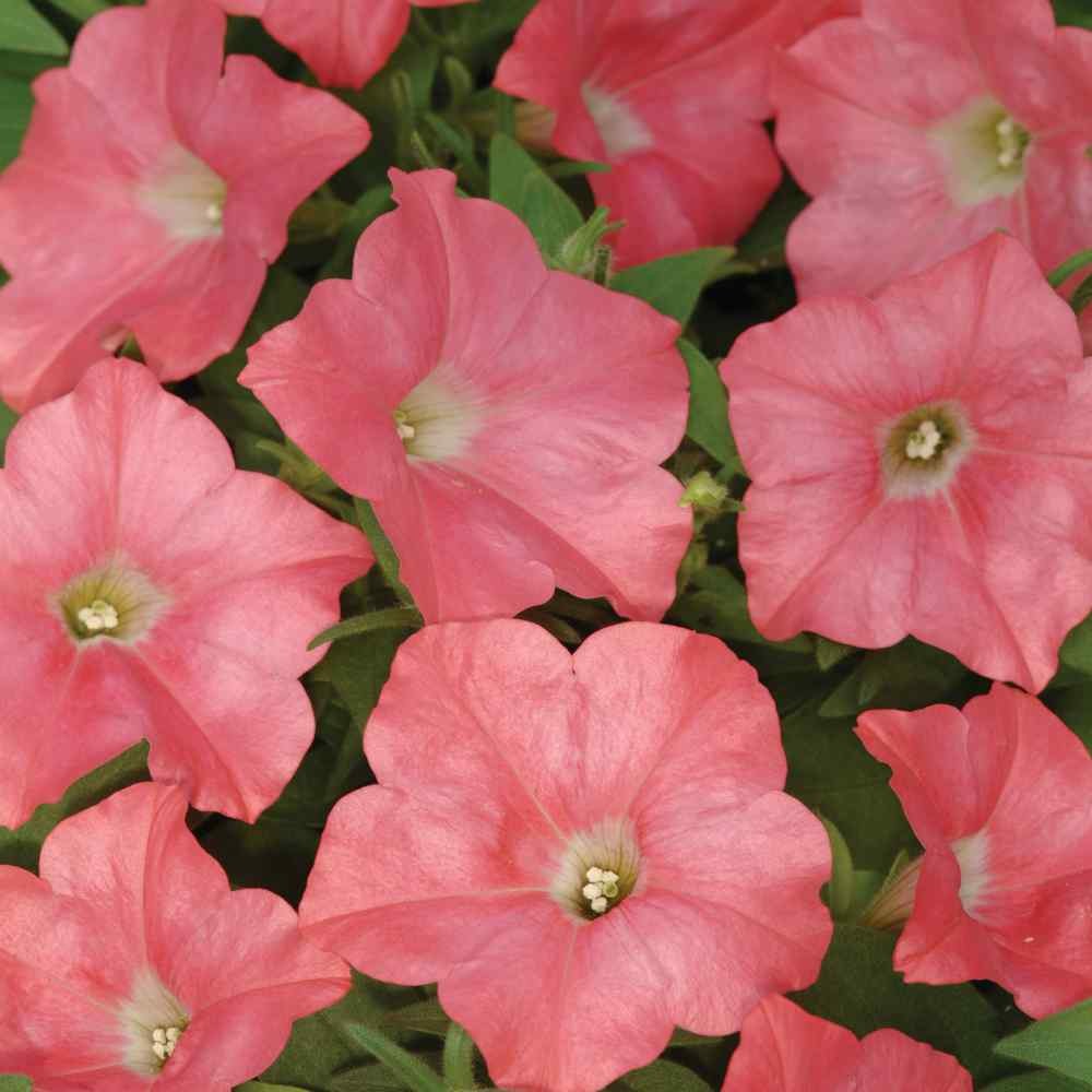 15 Seeds Easy Wave Spreading Petunia Coral Reef Flower Seeds