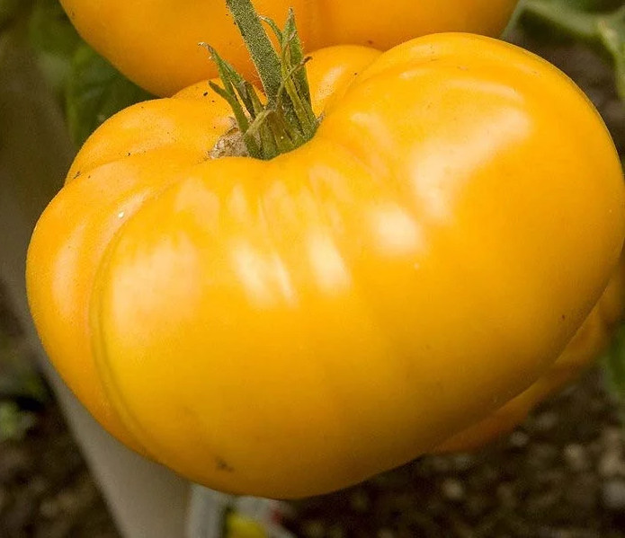 240+ Yellow Brandywine Tomato Seeds ———- Heirloom — NON GMO ——- FRESH