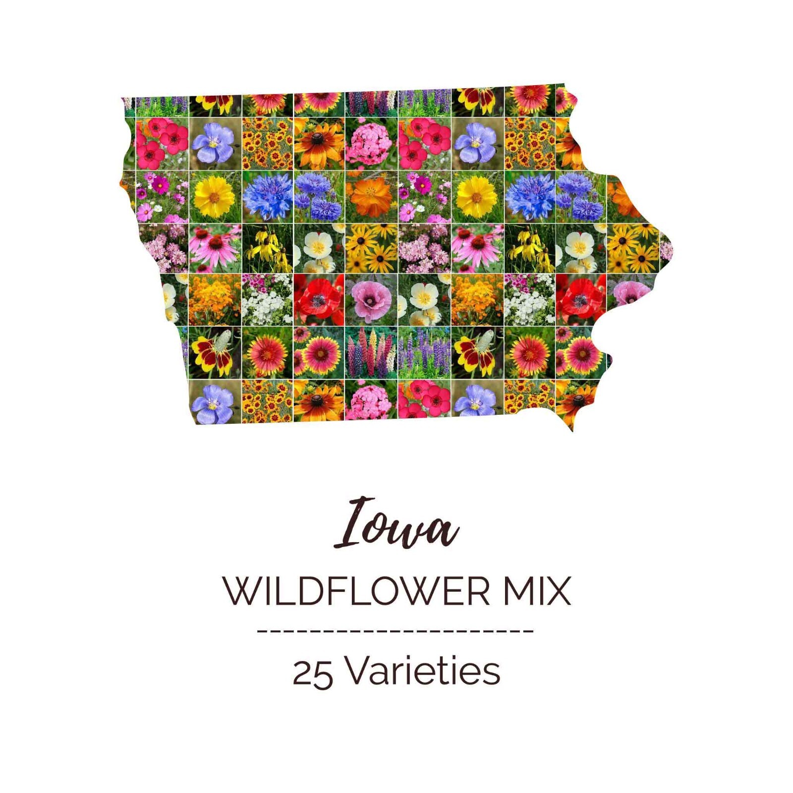 Wildflower IOWA State Flower Mix Perennials & Annuals USA Non-GMO 1000 Seeds