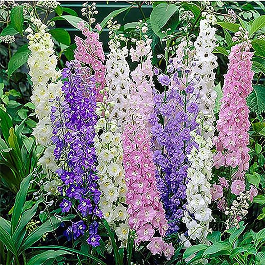 Mixed Colors Larkspur Standard Seeds, 1800+ Flower Seeds for Planting, Annual
