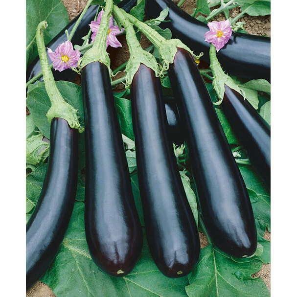 50 EGGPLANT LONG PURPLE SEEDS FRESH HARVEST FOR 2024 GARDENS