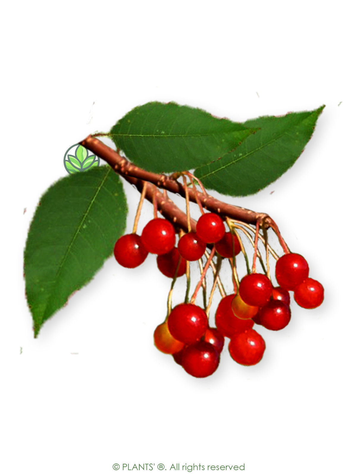 Fire Cherry | Premium Seeds | Prunus pensylvanica ‘Fruit’ | Plants’®