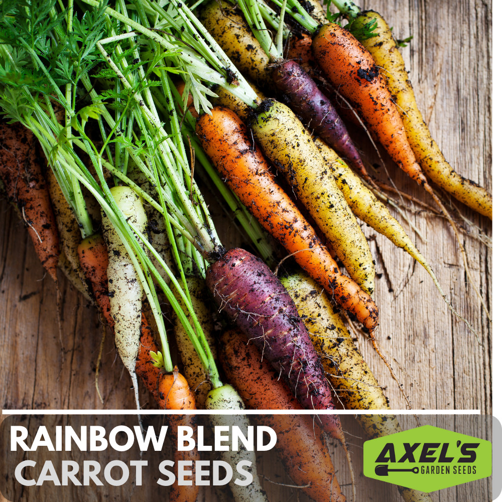 Heirloom Rainbow Carrot Seeds Vegetable Heirloom Non-GMO Seeds