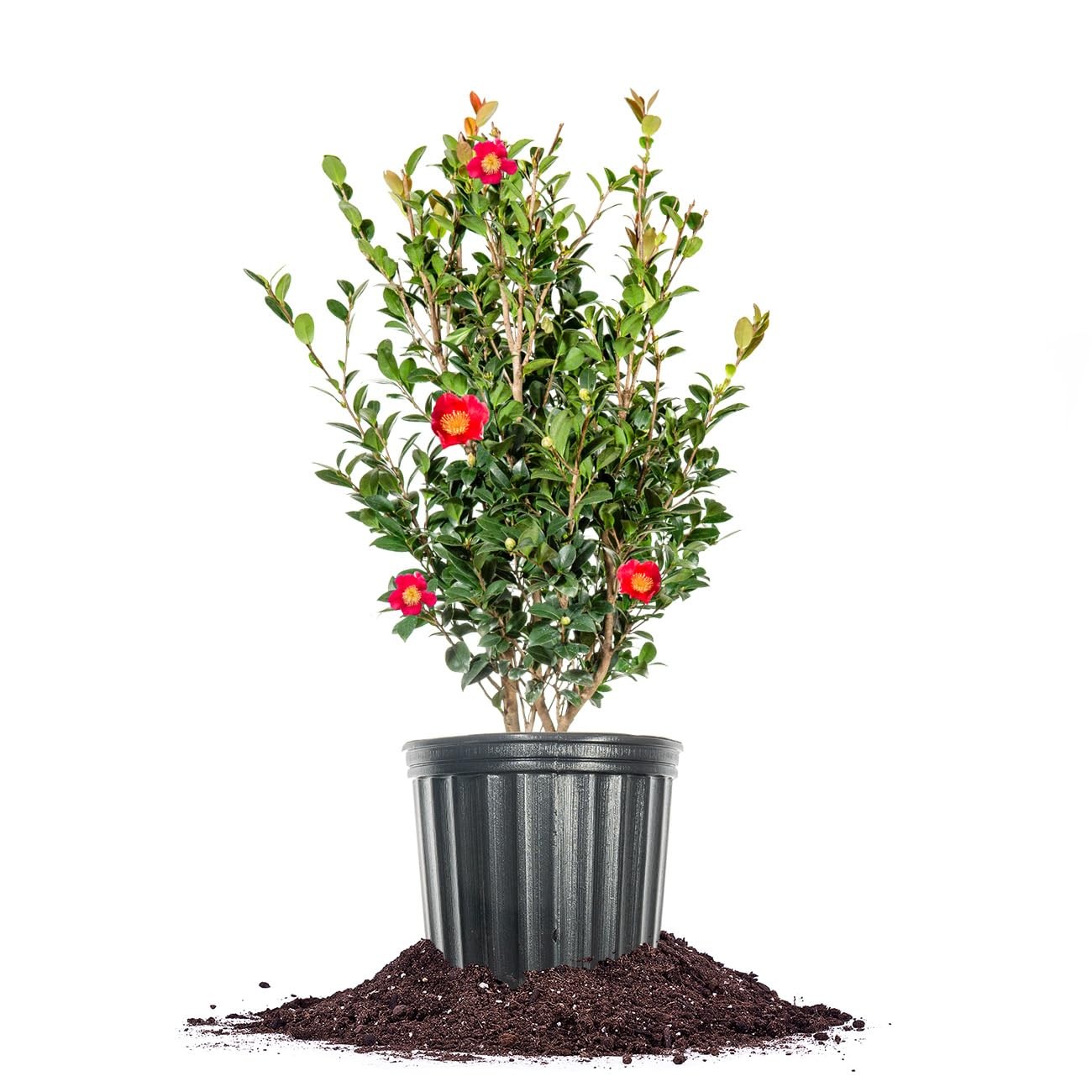 Yuletide Camellia Bush 1 Gallon | Live Shrub for Outdoor Planting, Red Flowers