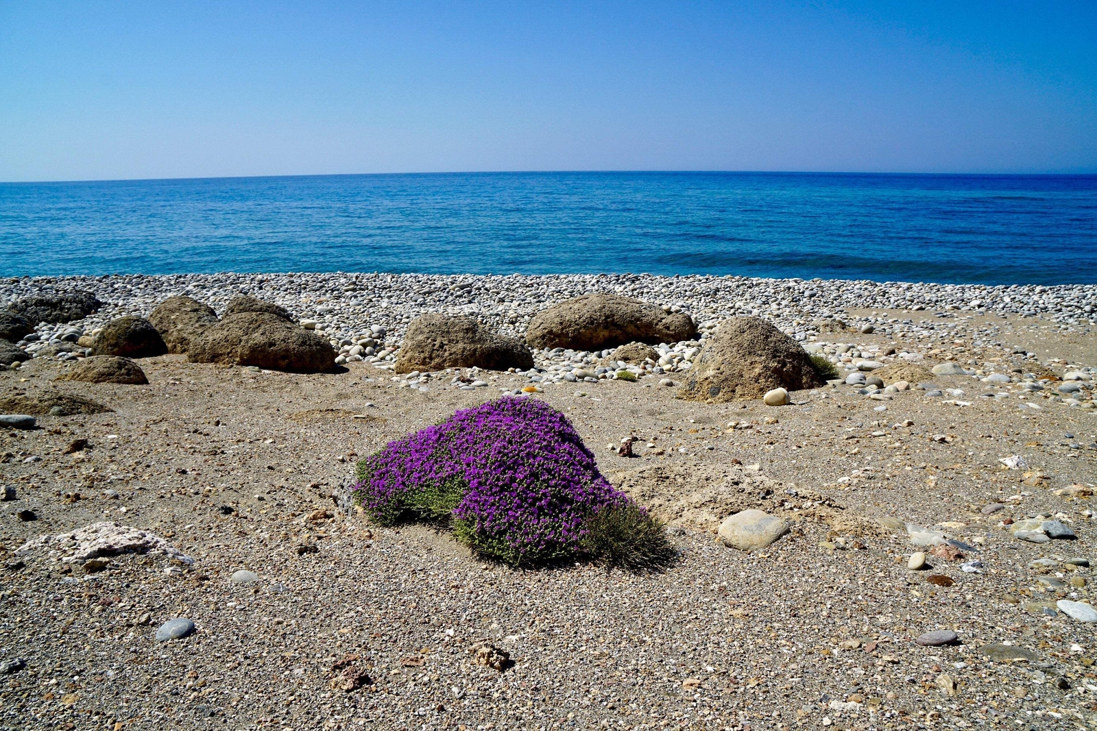 40 CONEHEAD THYME Thymus Capitatus Thymbra Mediterranean Herb Flower Seeds