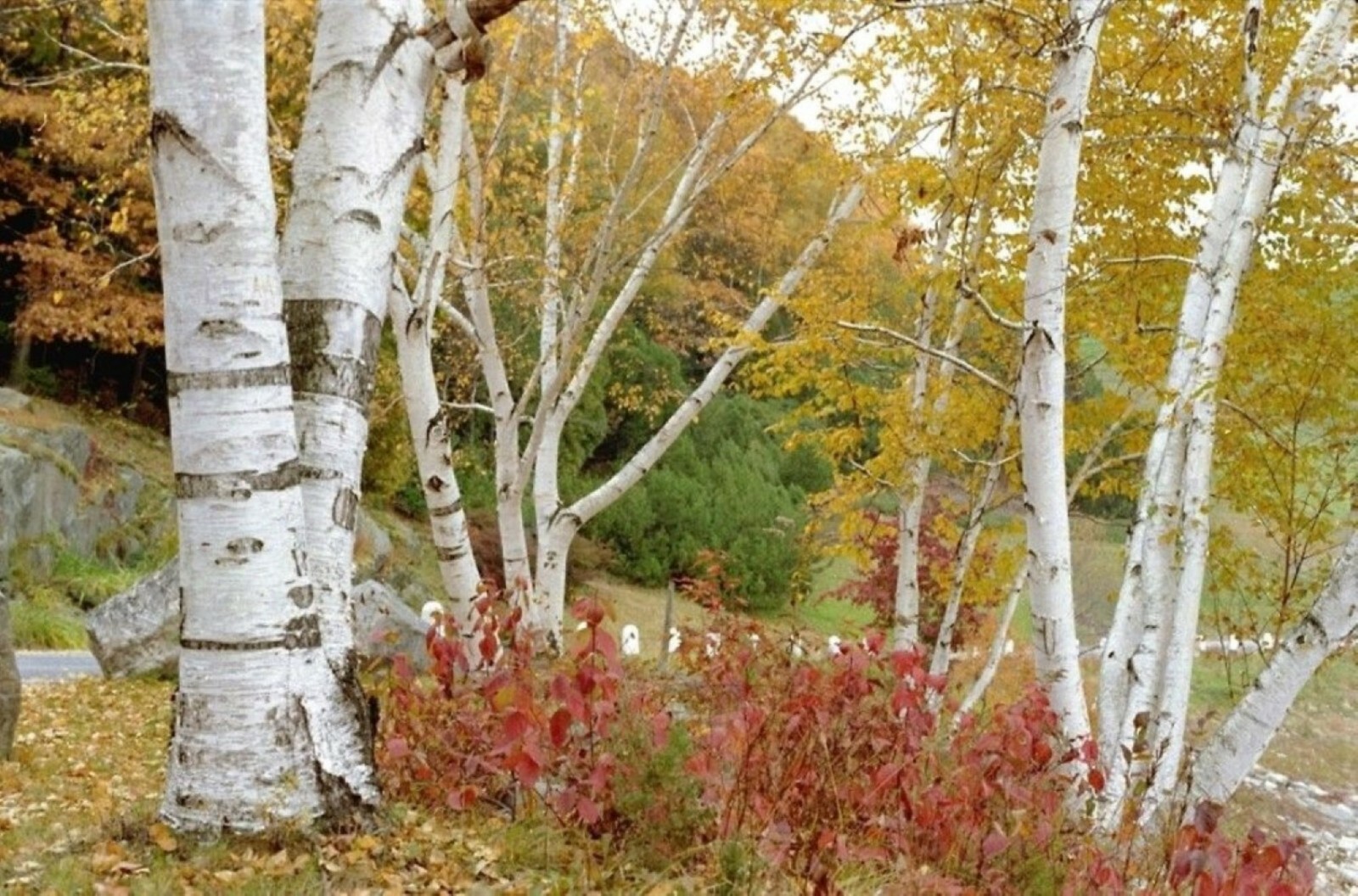 Paper Birch exact plant #23 (Betula papyrifera), 5-6 ft tall dormant plant