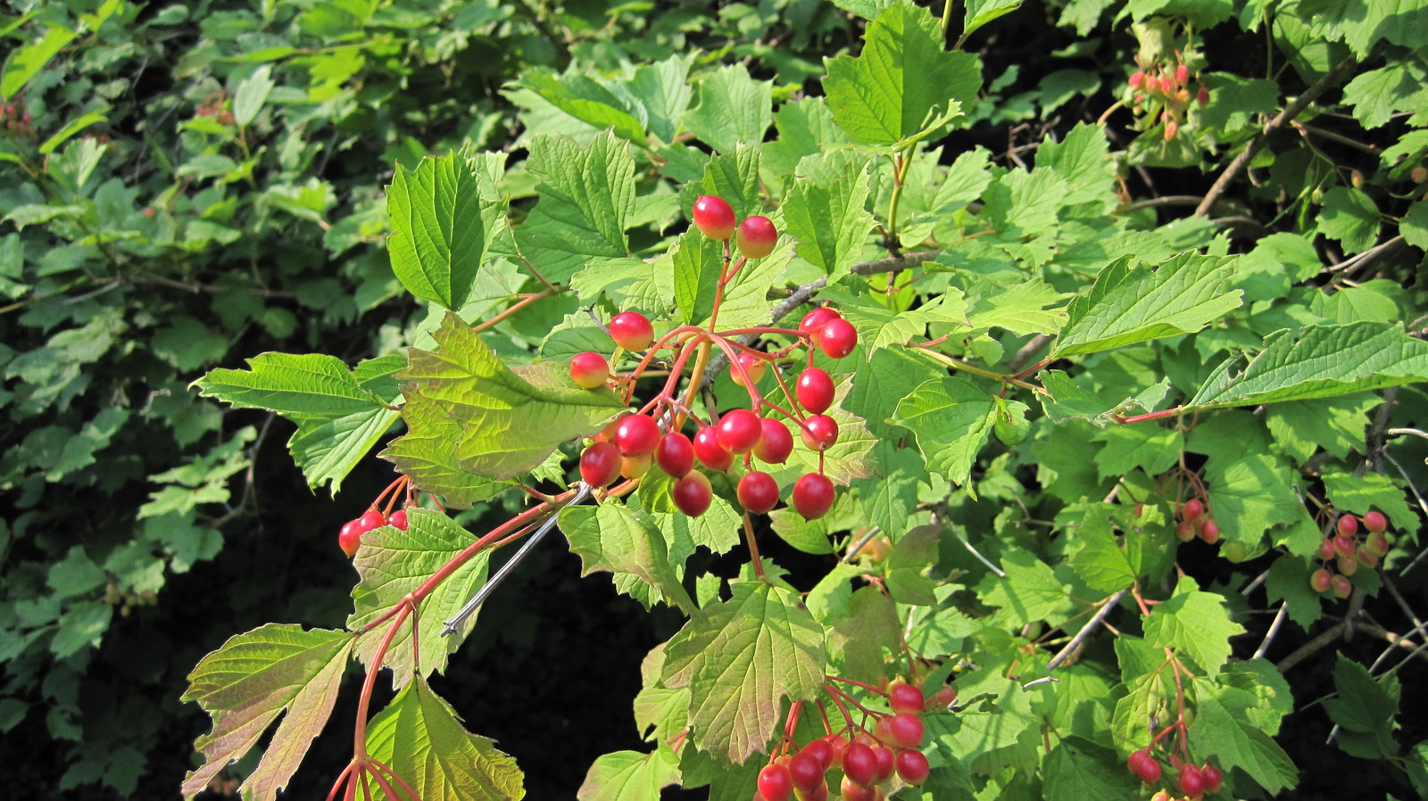 cranberry, AMERICAN HIGHBUSH, berries Viburnum trilobum, 30 SEEDS! GroCo USA