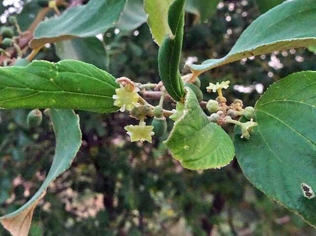 Ziziphus nummularia | Jujube | 5 Seeds