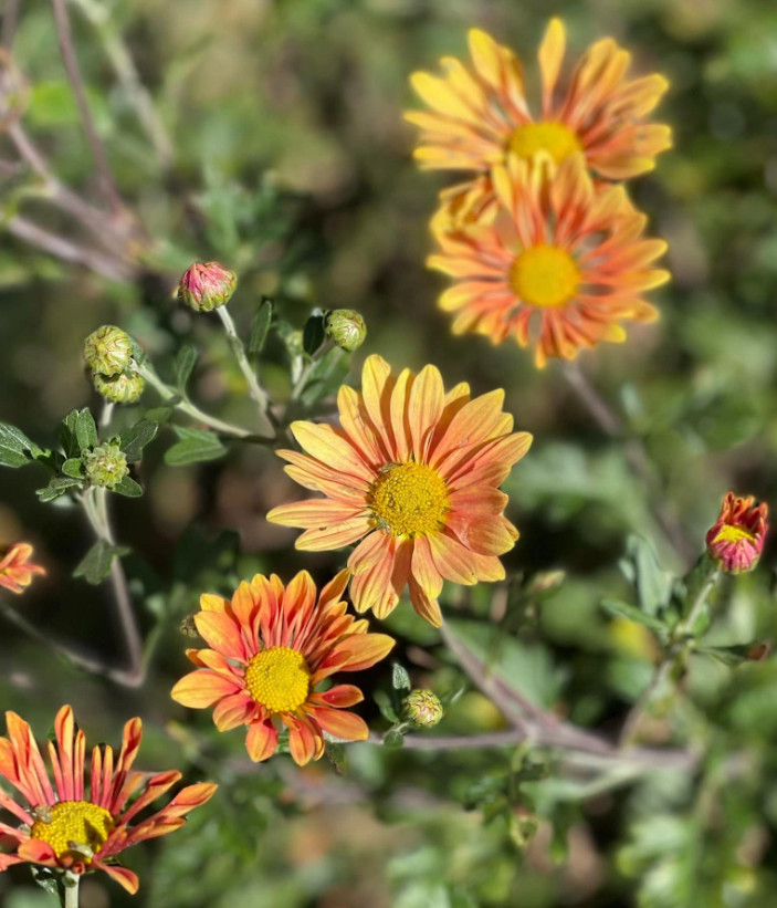 Campfire Glow Daisy Mum Plant – 3-5″ Tall – Fall-Blooming Orange Daisy Mum