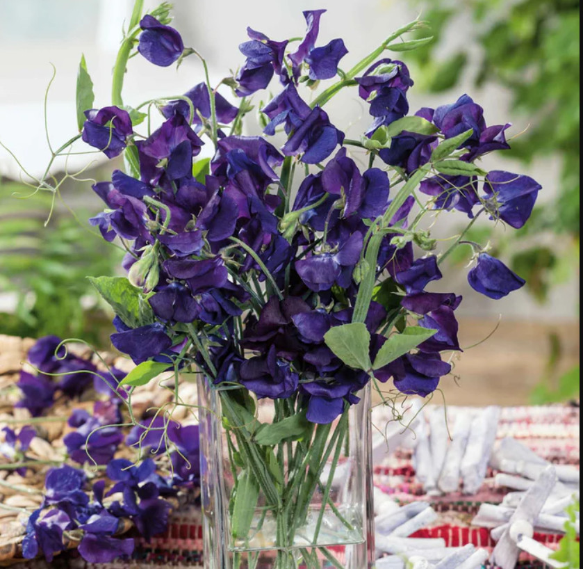 Sweet Pea ROYAL NAVY BLUE Fragrant Climbing Vine Flowers Non-GMO 15 Seeds!