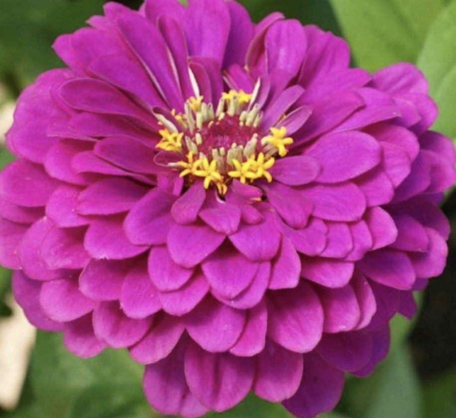 100+ Purple Prince Zinnia Seeds **Fresh Seeds** ~~Free Shipping~~