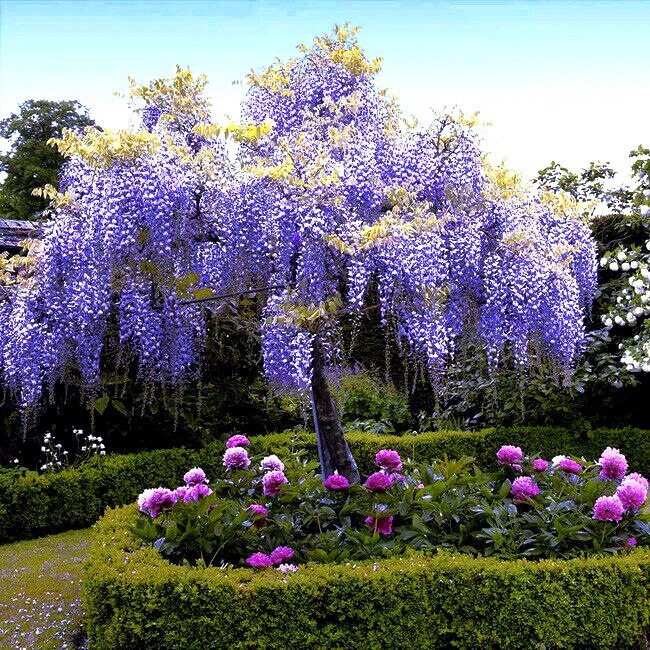 10 Chinese Blue Wisteria sinensis Tree Seeds Fast Flower Vine Hardy Bonsai Plant