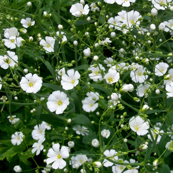 Baby’s Breath Seeds | Non-GMO | Free Shipping | Seed Store | 1275
