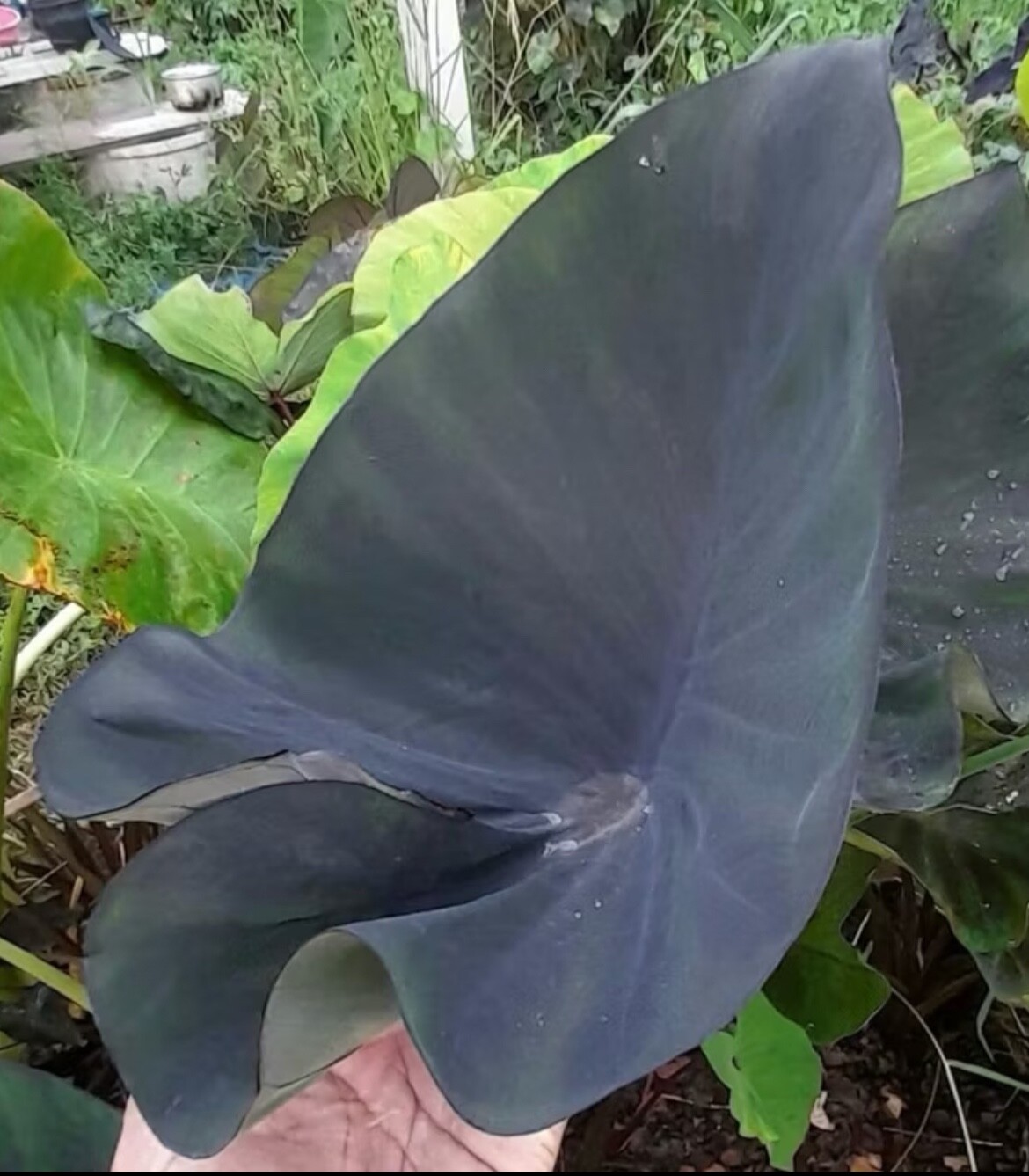 AUTHENTIC Colocasia Americano 1 bulbs