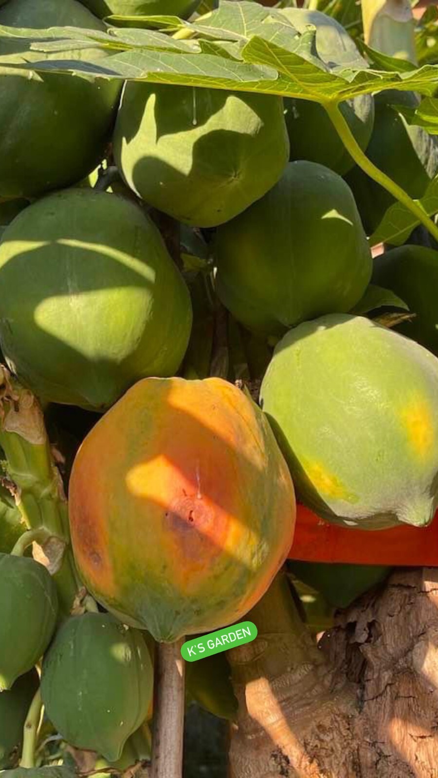 THAI RED PAPAYA TROPICAL FRUIT SEEDS , ĐU ĐỦ THÁI PHUKET (5 pcs)
