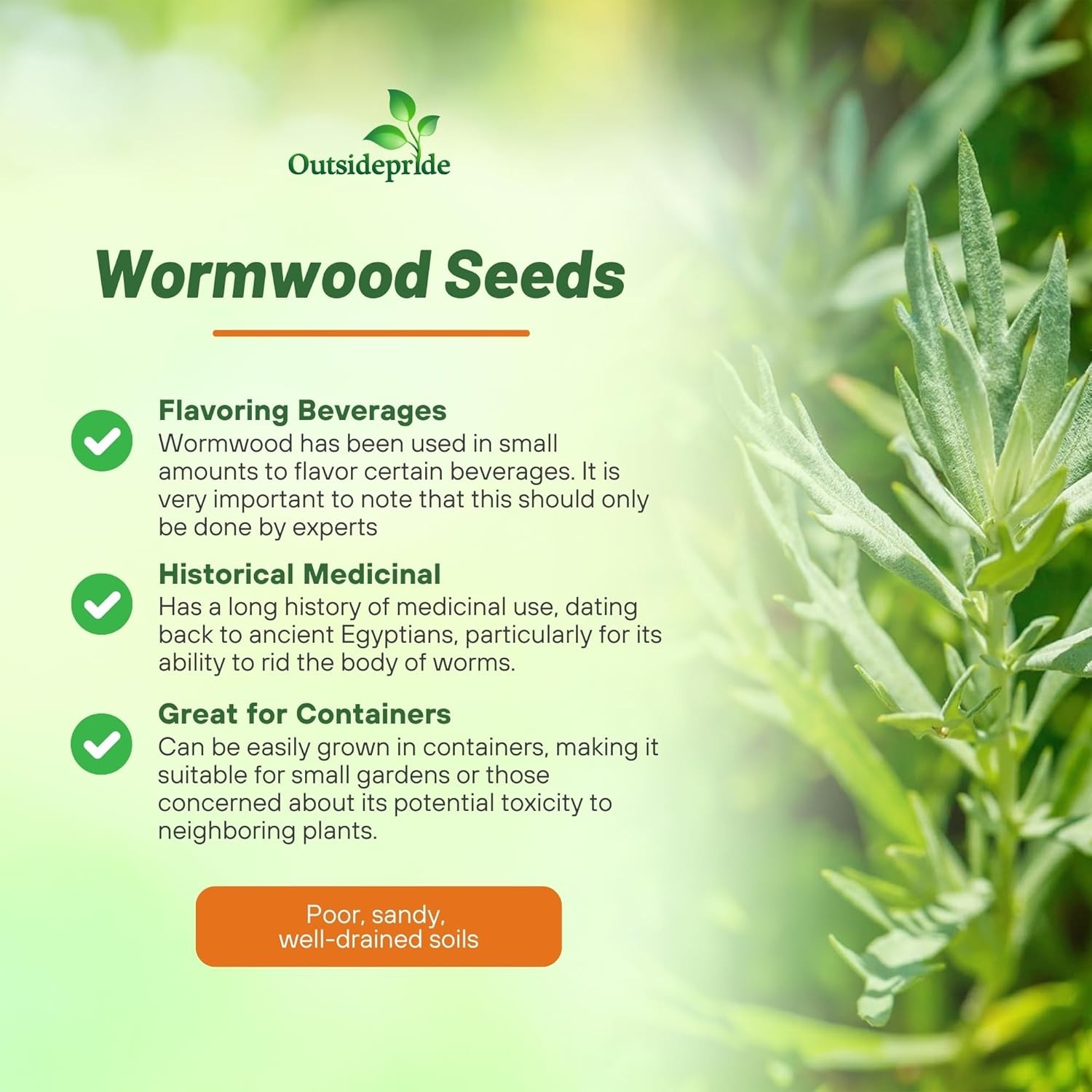5000 Seeds Wormwood Seeds For Planting – Artemisia Absinthe Herb Garden Plant