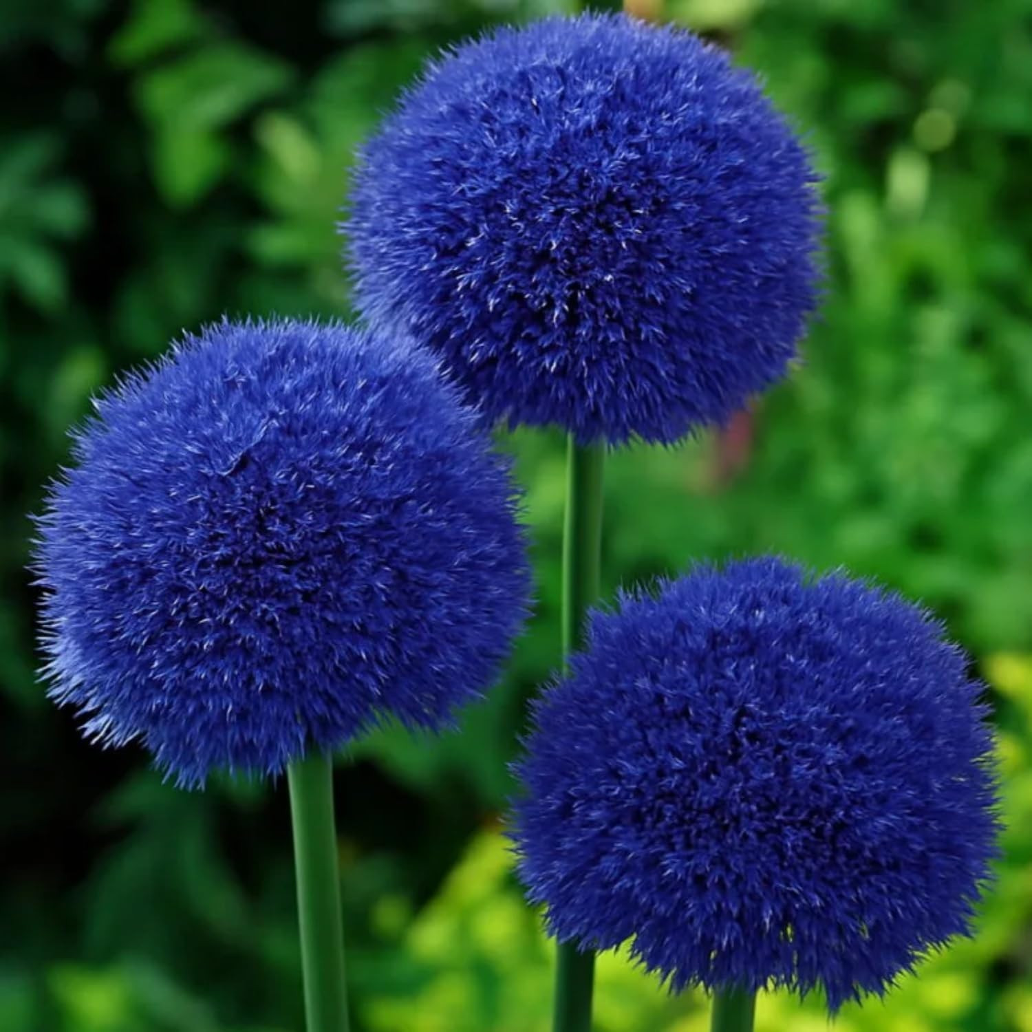 Allium Giganteum Seeds for Planting – 300+ Ornamental Onion Rabbit & Deer Resist
