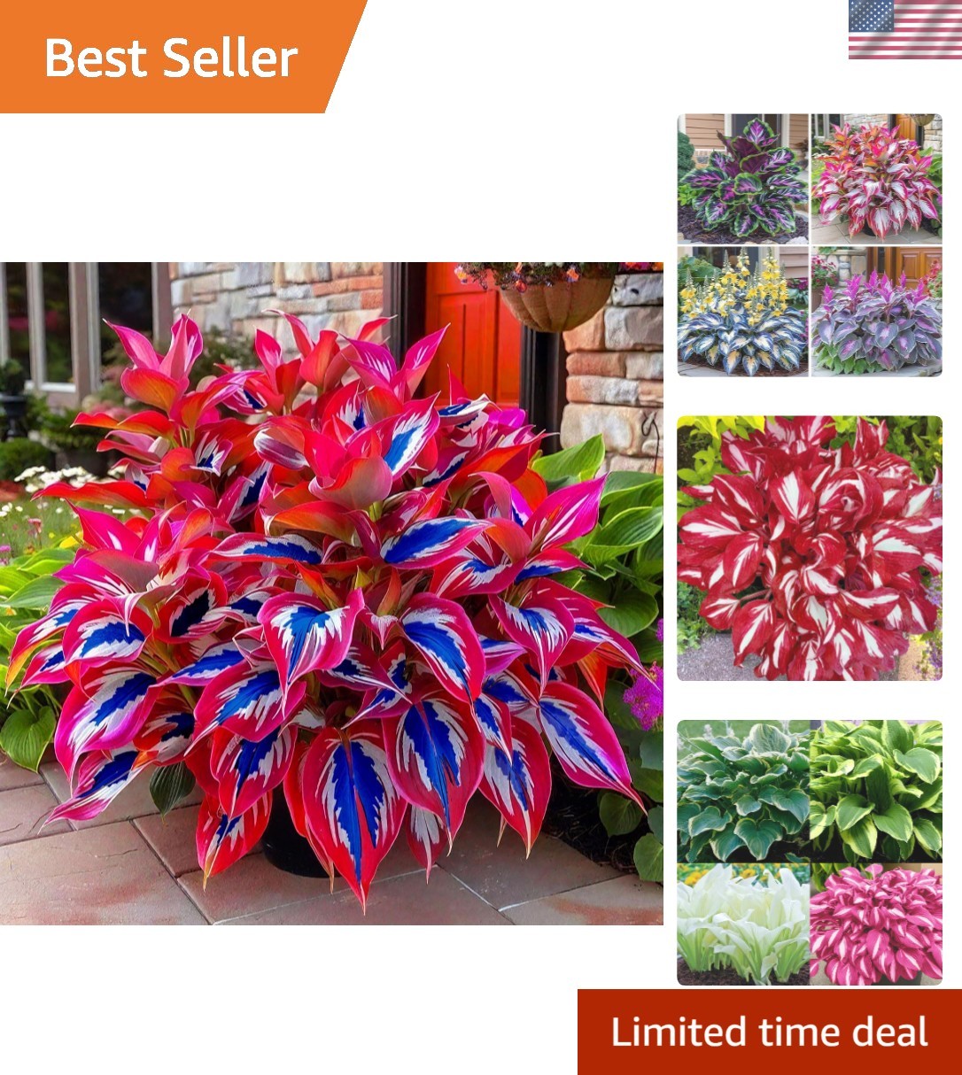 Versatile Hosta Seeds – 200 Count for Borders, Pots & Patios – Garden Essentials