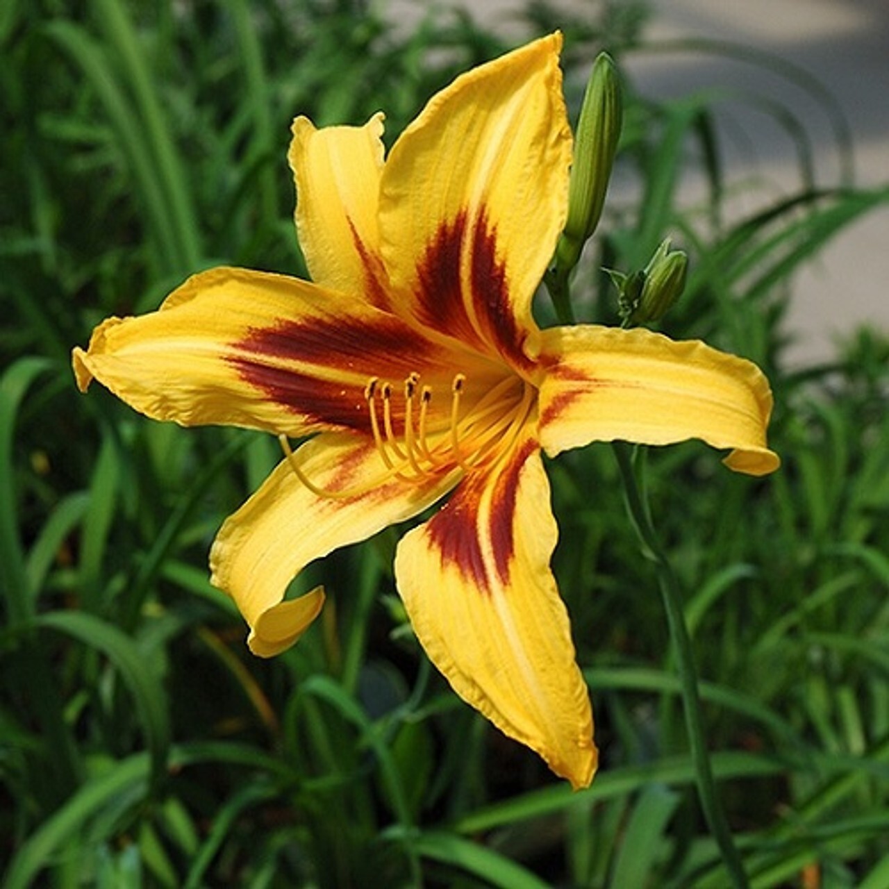 1 – Hemerocallis BONANZA Reblooming Perennial DAYLILY Flower Bulb BareRoot Plant