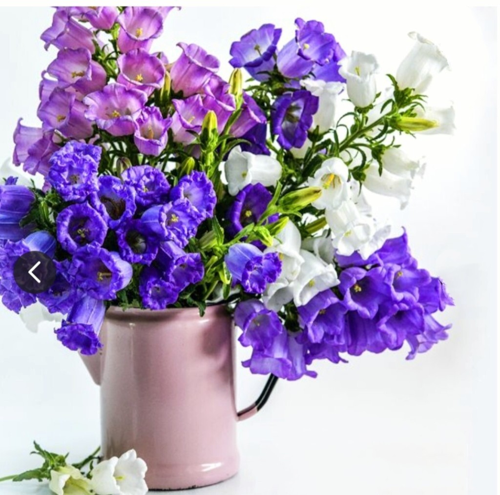 1200 Canterbury Bells Seeds, Campanula RainbowFragrant Deluxe Faerie Queen White