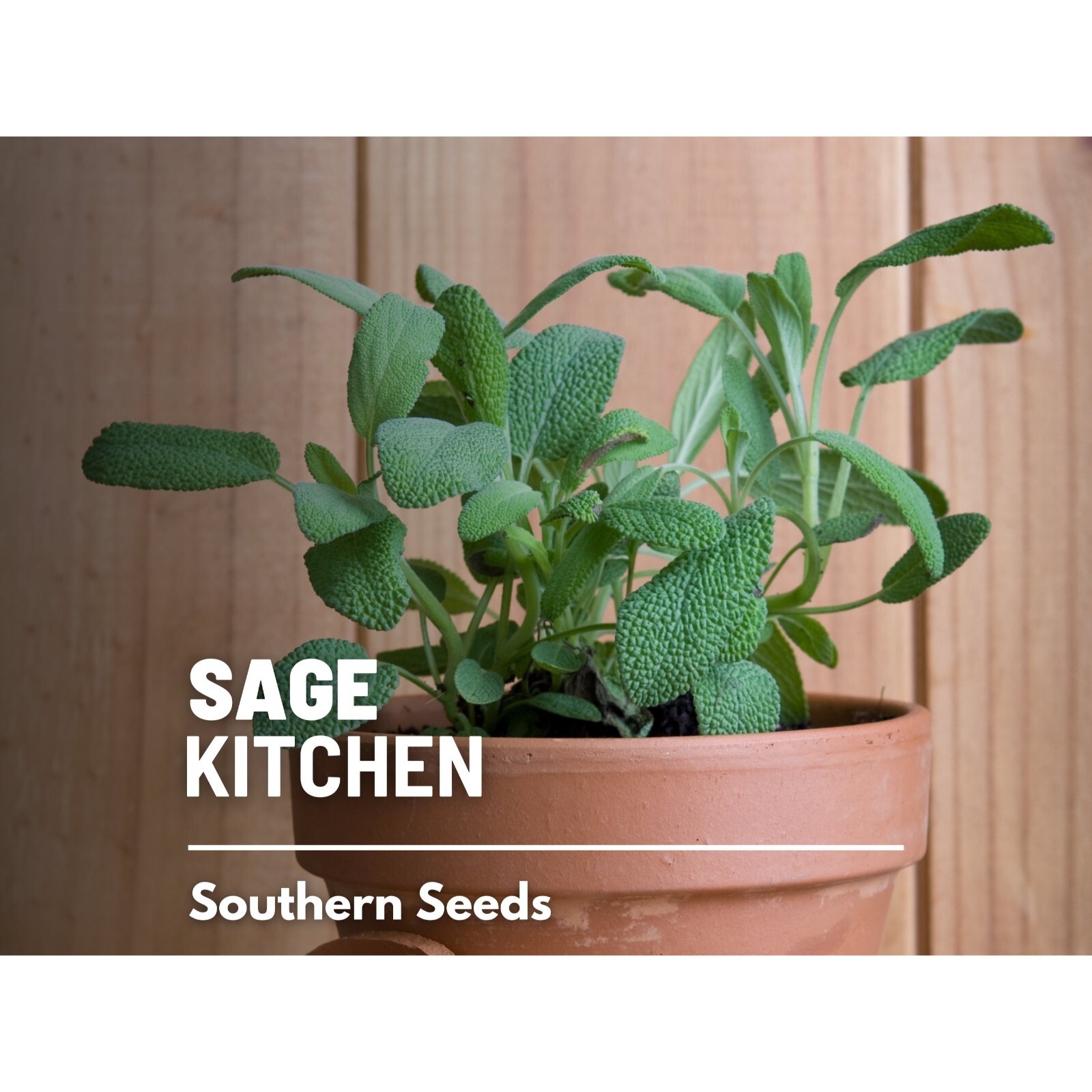 Sage, Kitchen – 50 Seeds – Heirloom Herb, Medicinal & Culinary, Flavorful, Fragr