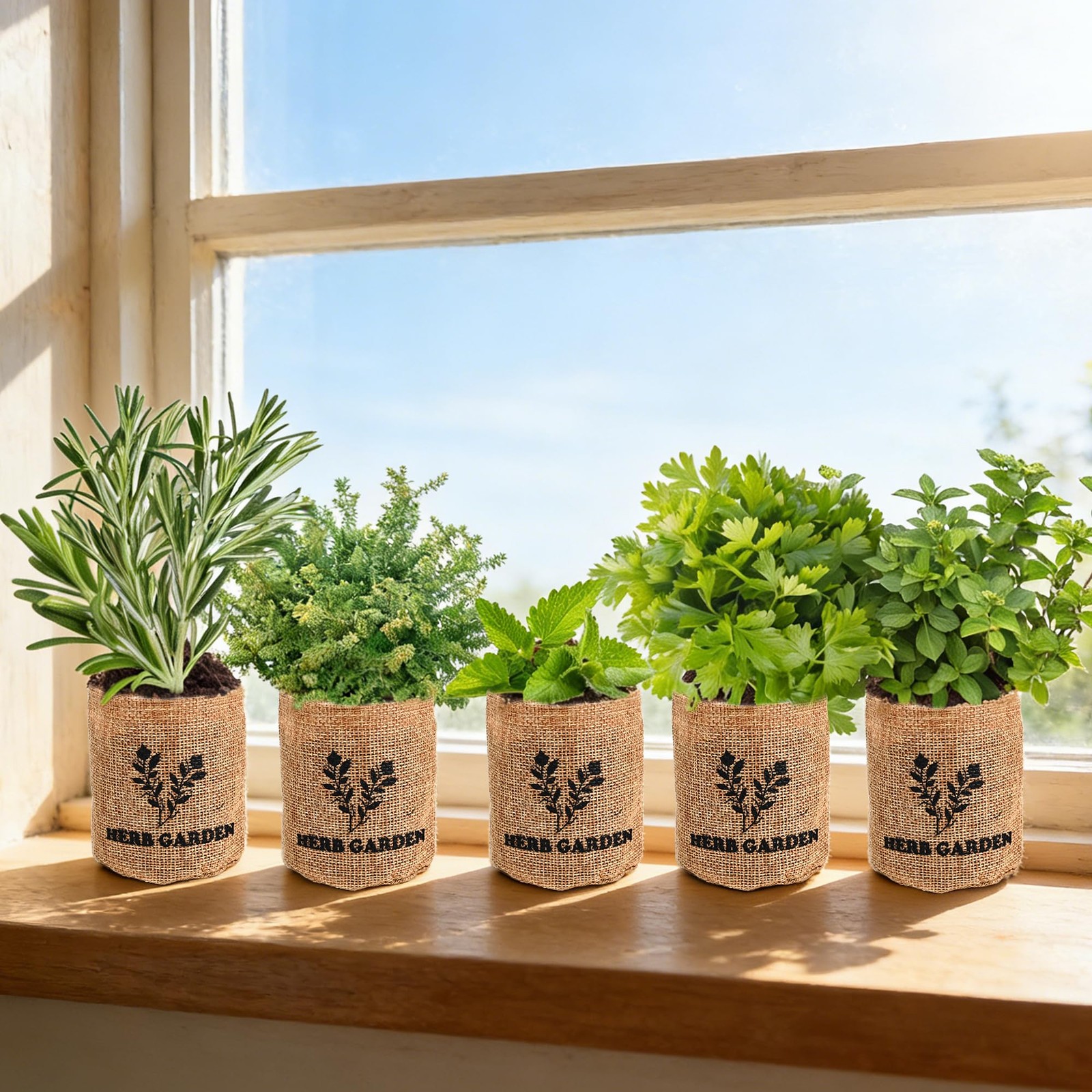Indoor Herb Garden Starter Kit, 5 Seeds Growing into Basil, Parsley, Rosemary…