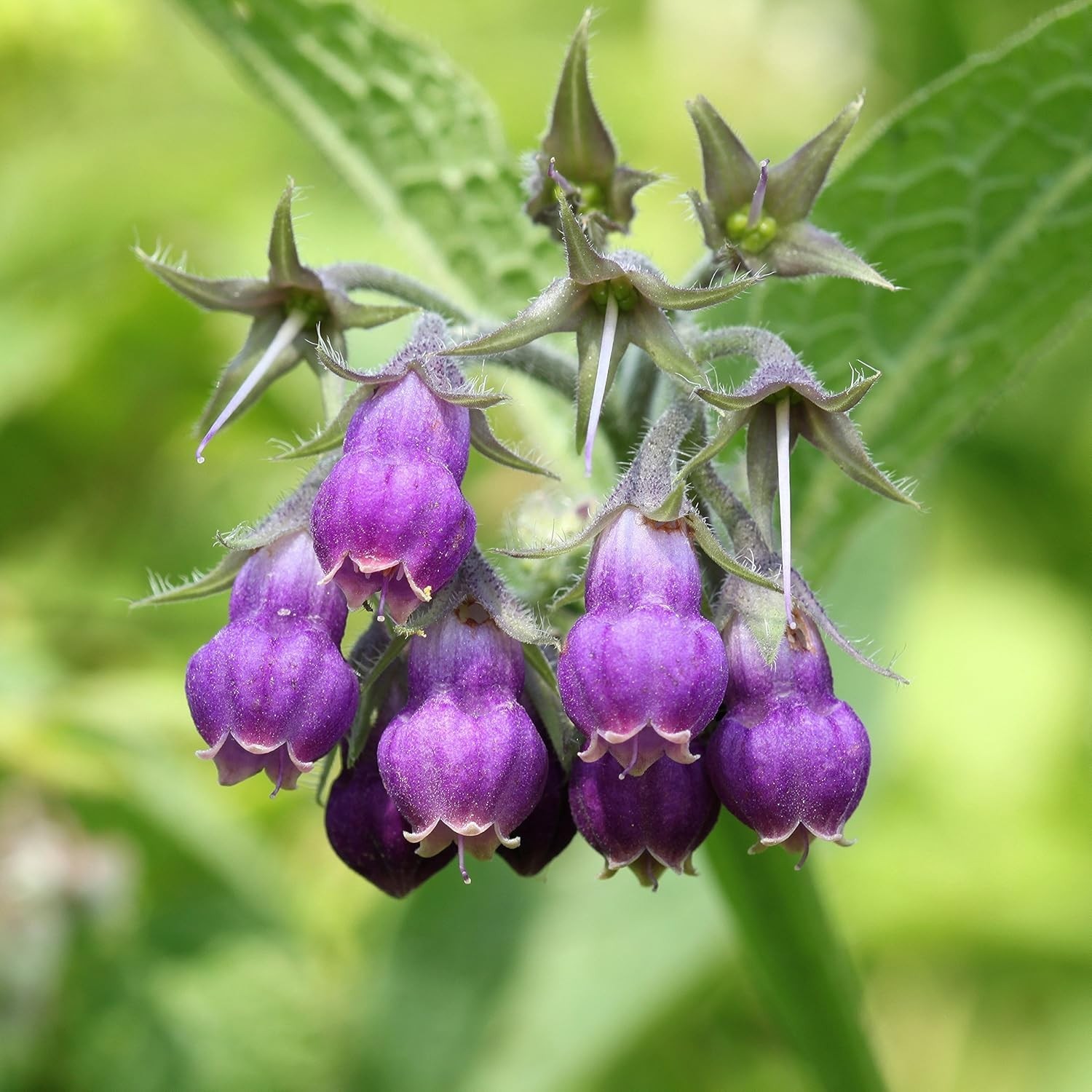 Comfrey Seeds – 100 Pcs. Perennial, Drought-Tolerant & Low Maintenance, Herb …