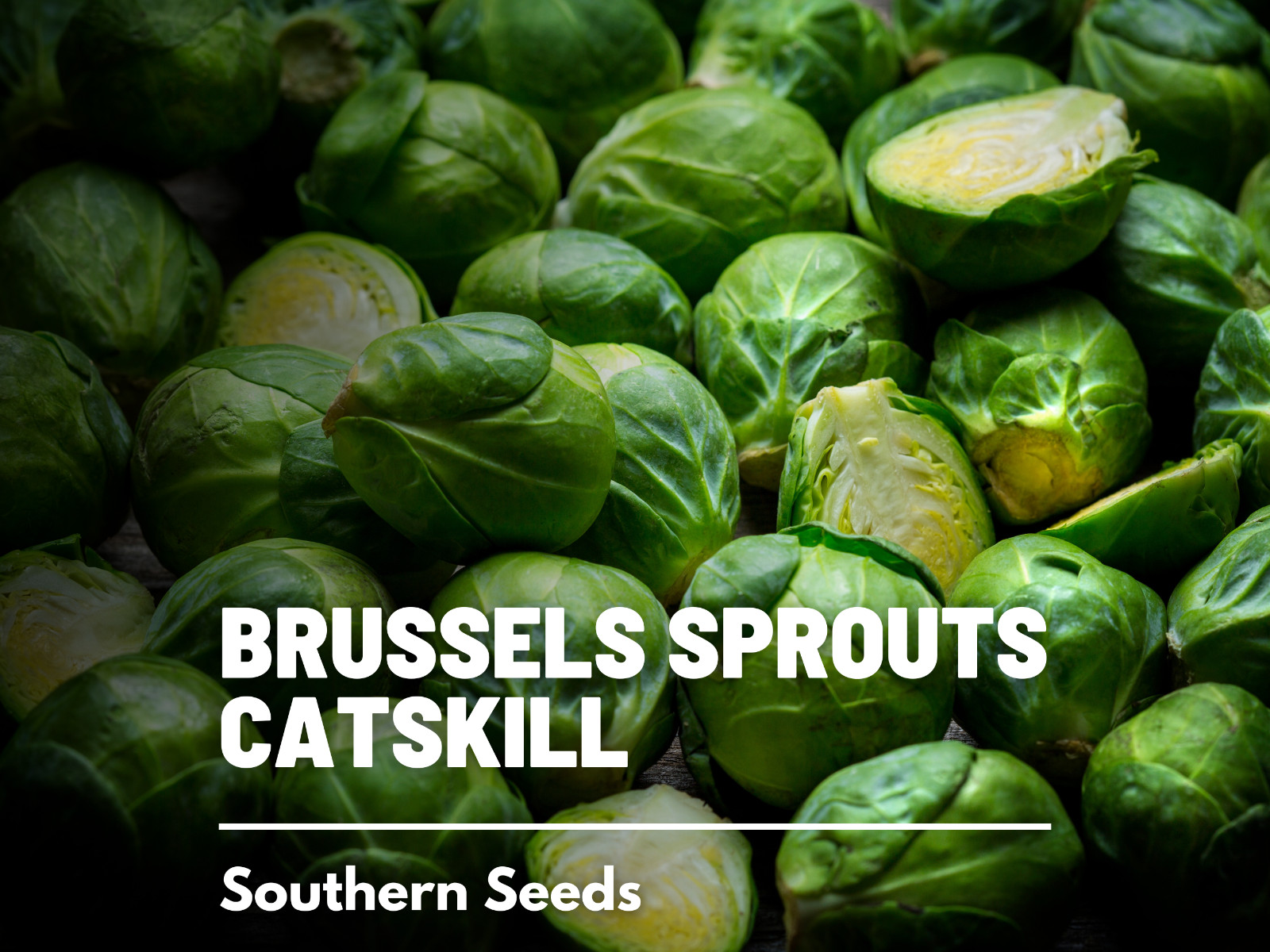Brussels Sprouts, Catskill – 150 Seeds – Heirloom – NonGMO (Brassica oleracea)