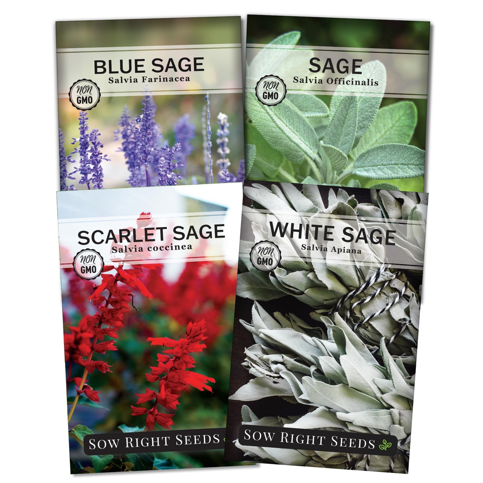 – Sage Seed Collection – Salvia Seeds for Planting Indoors & Outdoors – Commo…