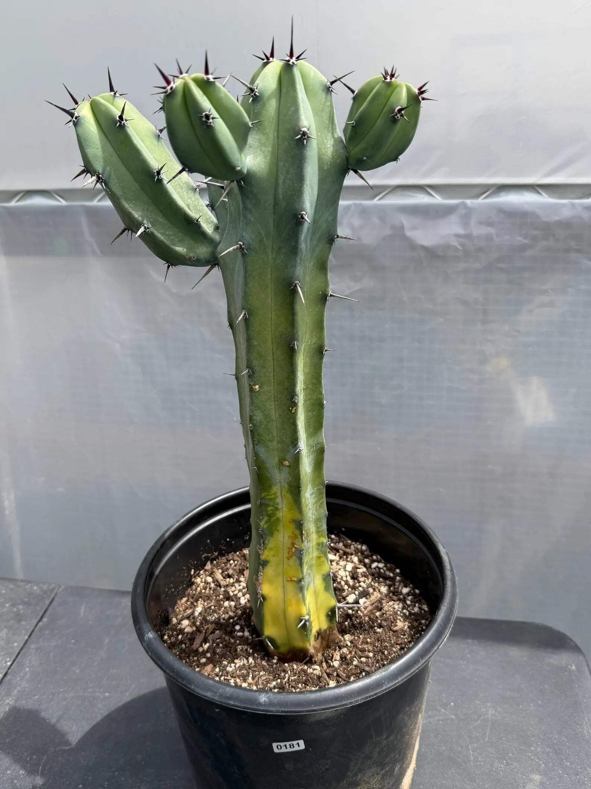 Variegated Blue Pilosocereus Pachycladus | Rare Blue Live Cactus Plant #181