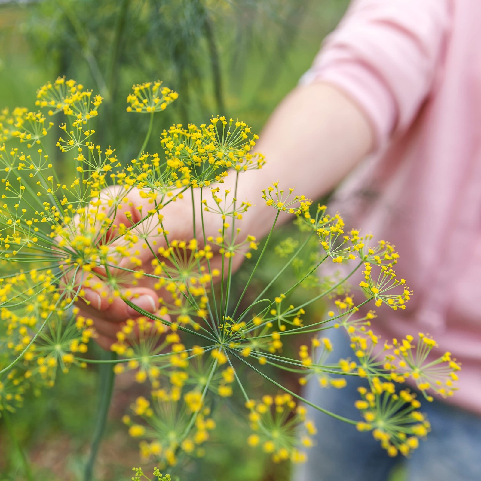 Organic Dill Bouquet Seeds Approx 750 Seeds Certified Organic, NonGMO, Open…