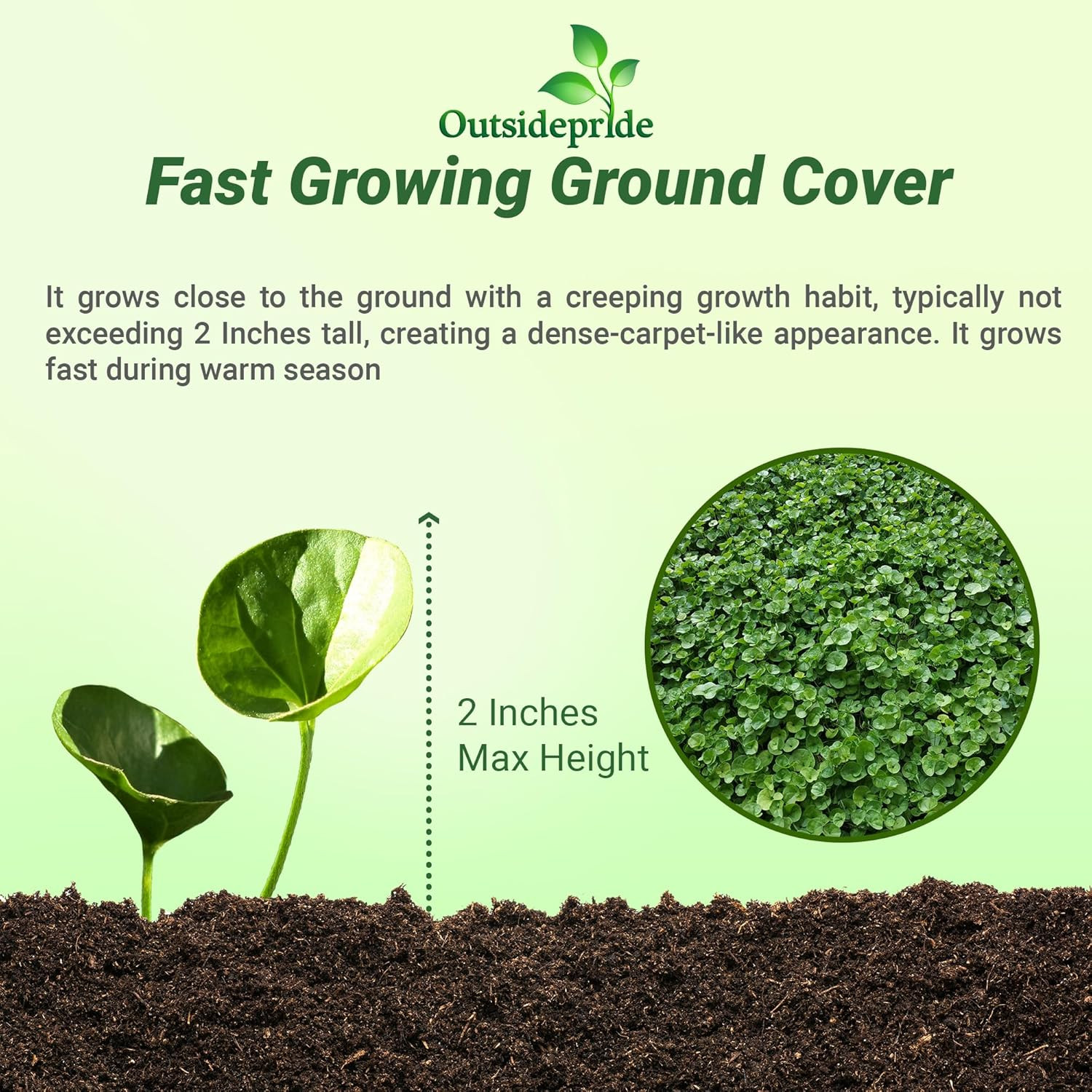 Perennial Dichondra Repens Seeds – 1 Lb Dense Green, Low-Maintenance Ground Cove