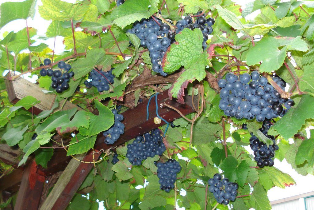 Amur Grape, Vitis amurensis, Vine Seeds