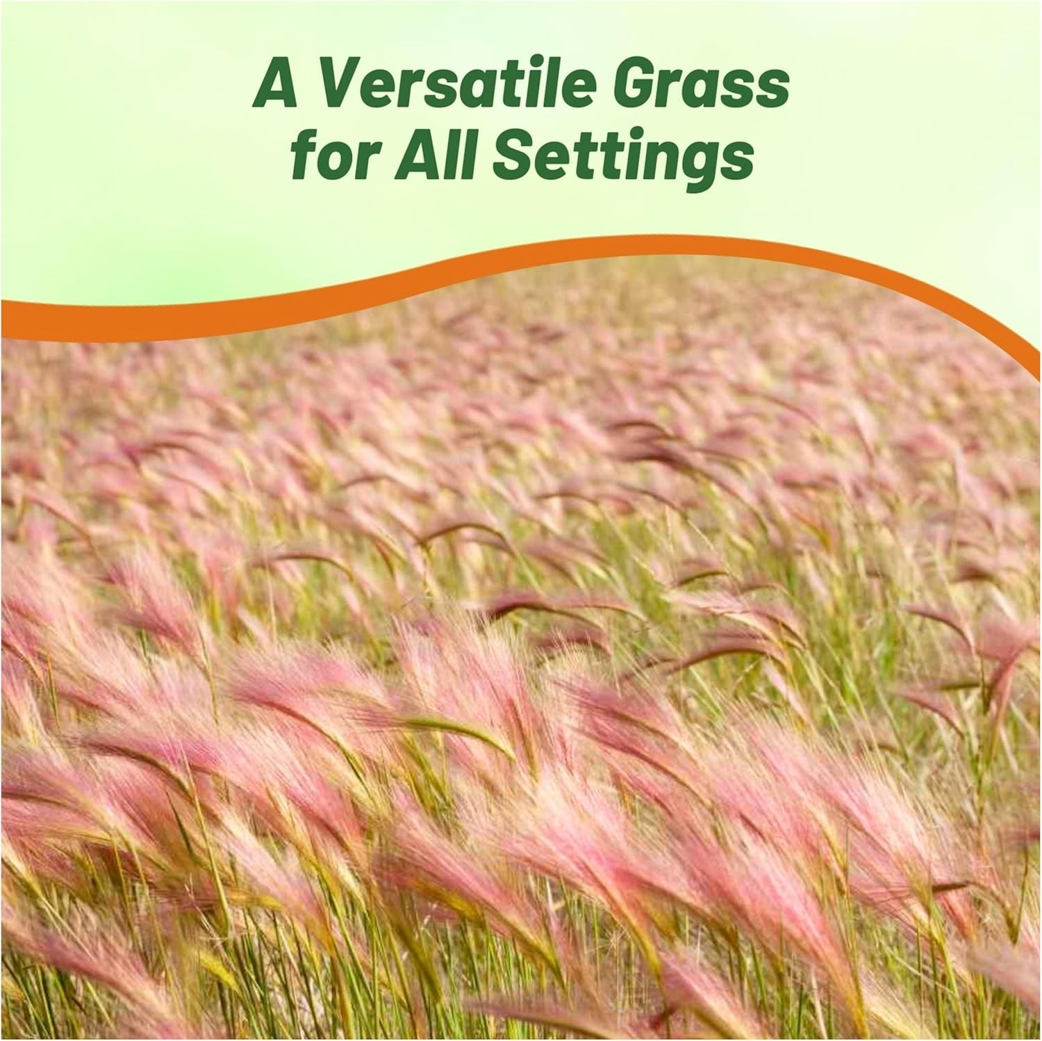 1000 Seeds Foxtail Barley Seeds – Hordeum Jubatum Ornamental Grass Seed