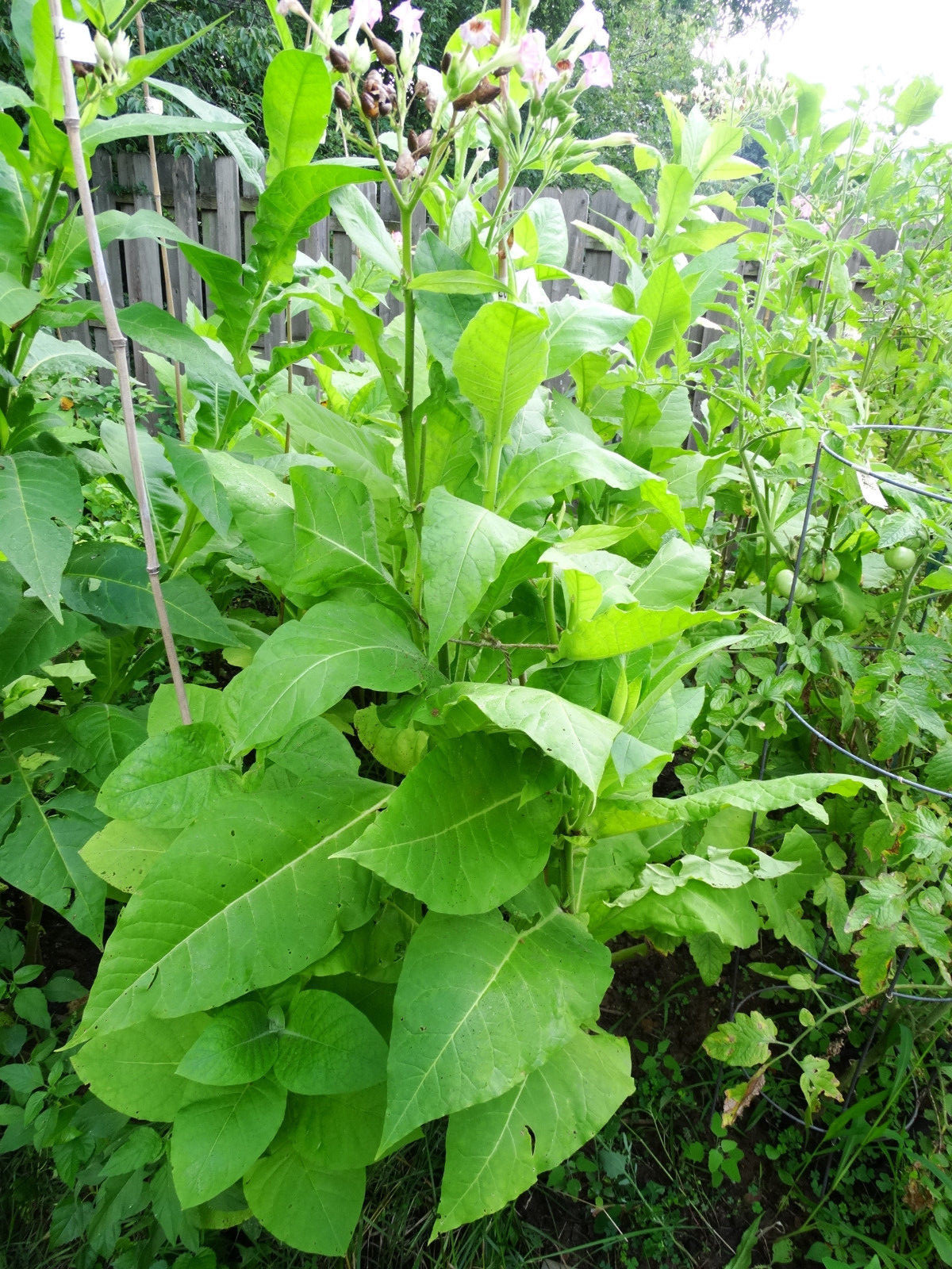 DEL GOLD TOBACCO 2000 SEEDS High-Yielding High-Nicotine How to Grow Incl-d 2023