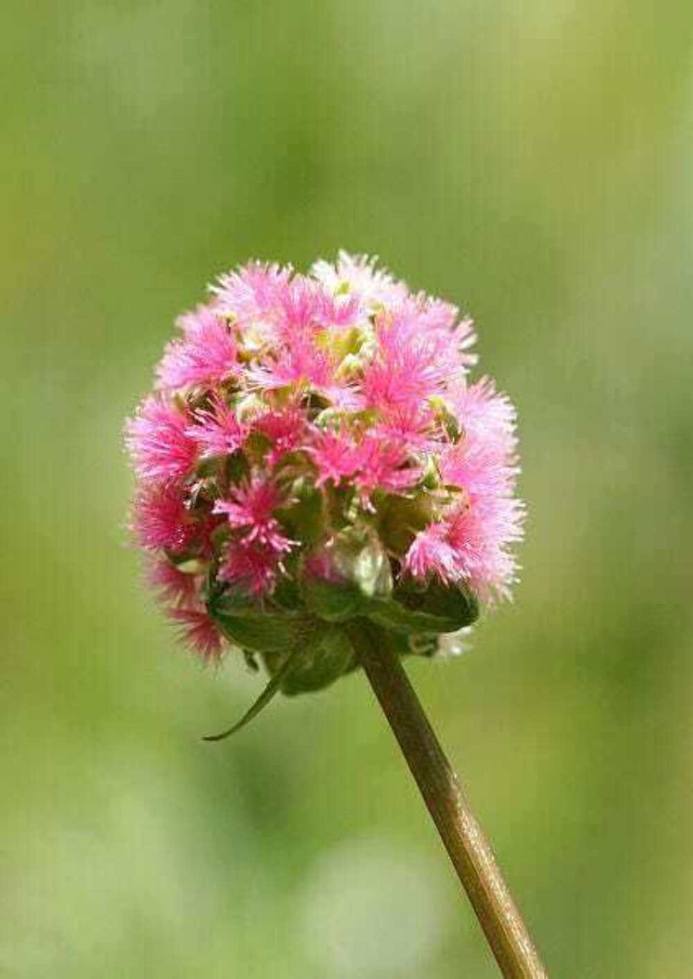 500 SALAD BURNET Sanguisorba Minor Edible Greens Vegetable Herb Flower Seeds