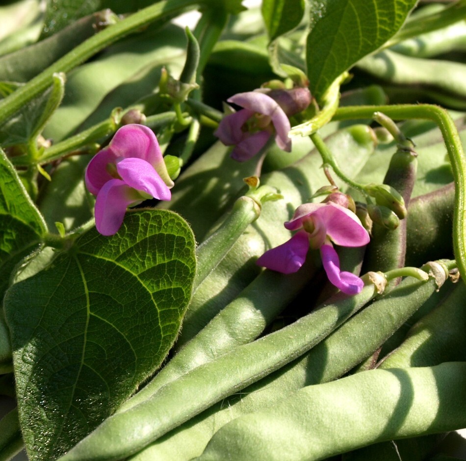 Purple Pole Bean Cranberry Flieder Lavender German Heirloom – 5 Seeds