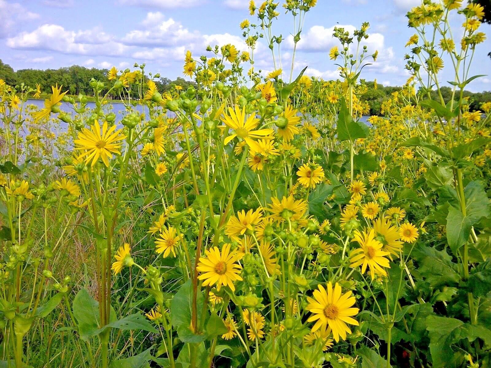 100+MAXIMILIAN Prairie SUNFLOWER Seeds Native Wildflower Heat Cold Drought Fence