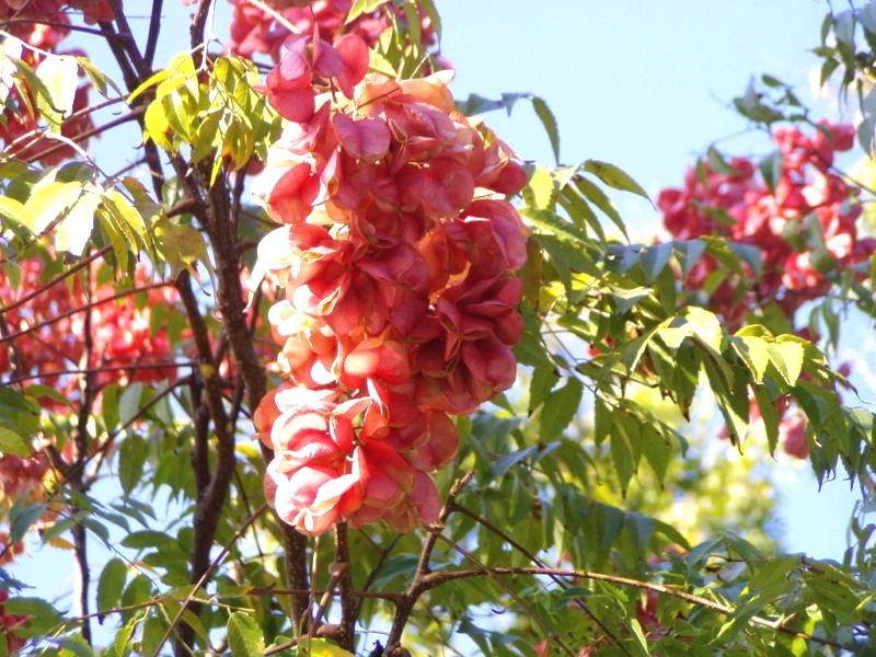 Koelreuteria bipinnata, Chinese Golden Rain tree 10 seeds