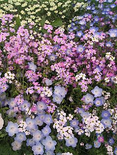 Malcolmia Virginia Stock 5,000 seeds