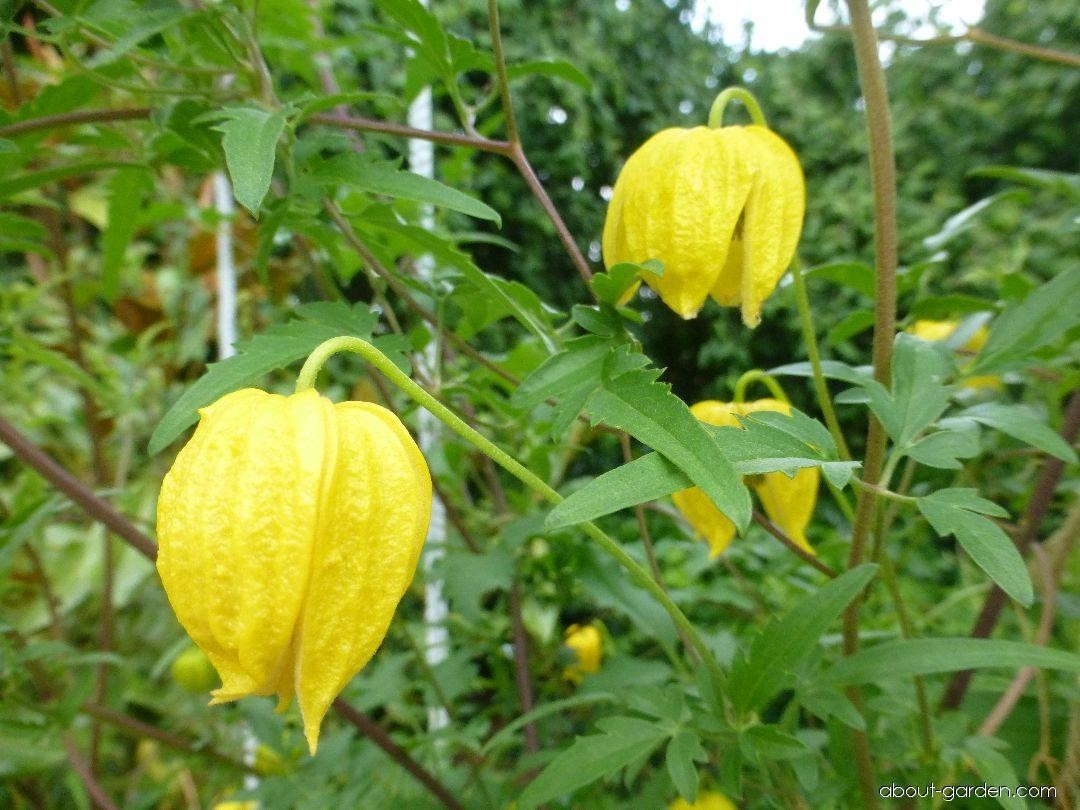 Clematis orientalis | Oriental Clematis | 50 Seeds